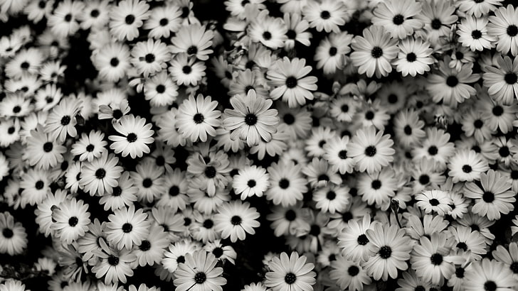 osteospermum flowers, black white, grey, daisies, nature, backgrounds