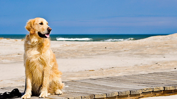 animales, labrador, perro, playa