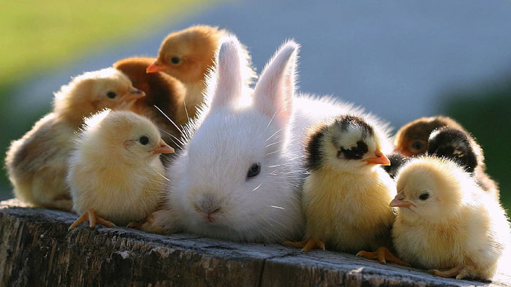 cute, easter, baby, bunny, chick, rabbit, chicks