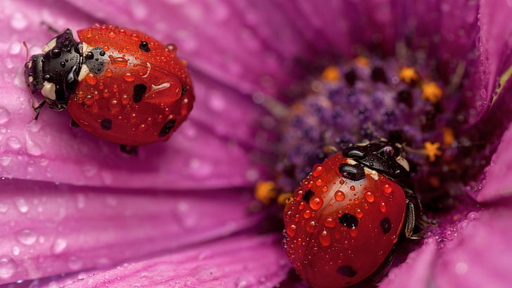 two red ladybugs, water drops, insect, flowers, pink flowers, HD wallpaper