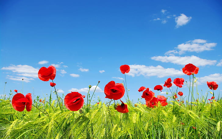 HD wallpaper: Sky, clouds, flower fields, meadow, red poppies ...