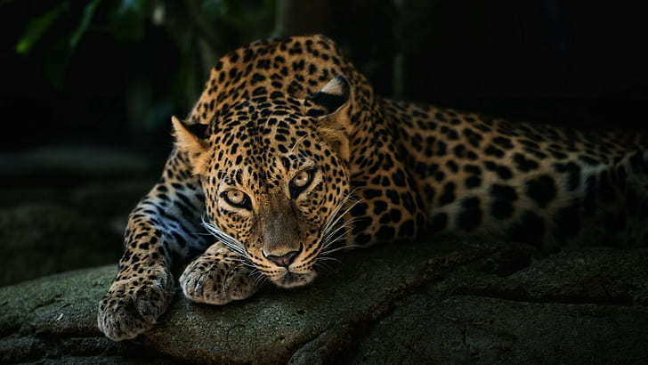 HD wallpaper: animals, 2560x1440, jaguar, black jaguar, jaguar cars |  Wallpaper Flare