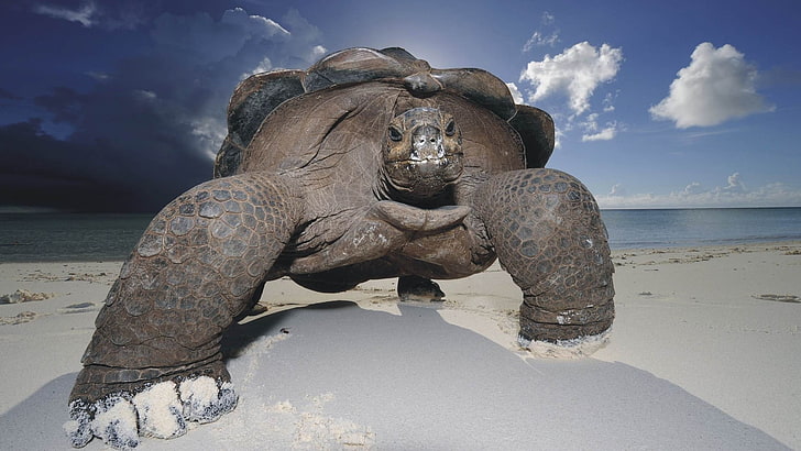 black tortoise, turtle, animals, beach, sea, water, sky, land, HD wallpaper