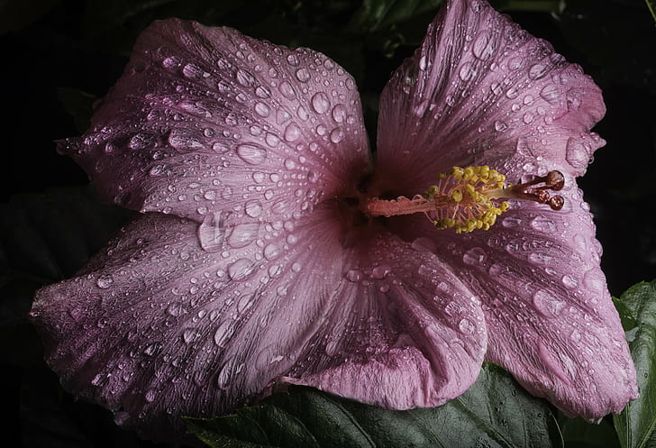 macro photography of pink Hibiscus flower with dewdrops, hibiscus, flower, HD wallpaper