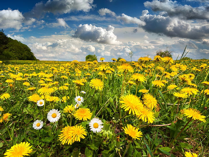 Nature scenery, field, flowers, spring, sky, HD wallpaper