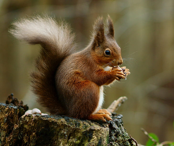 squirrel eating nut, squirrel, Pose, Red  Squirrel, Sciurus  vulgaris