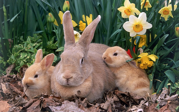 Dwarf rabbit, three brown rabbits, Animals, amazing animals wallpapers, HD wallpaper