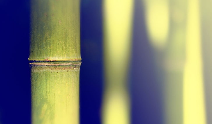 green bamboo, no people, close-up, wood - material, nature, green color, HD wallpaper