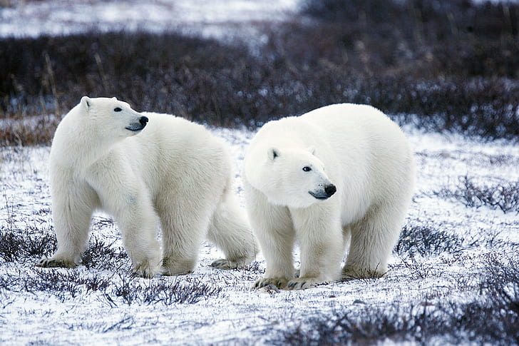 two polar bears, polar bear, pair, Valentines Day, courtship, HD wallpaper
