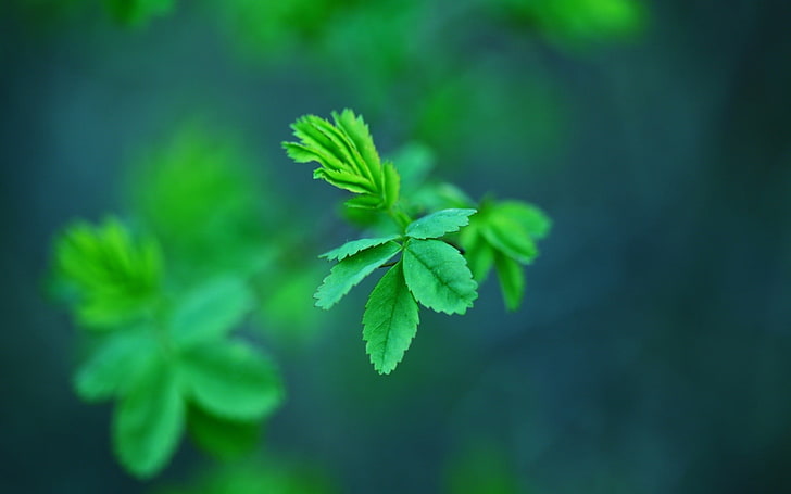 green-leafed plant, nature, plants, leaves, depth of field, macro, HD wallpaper