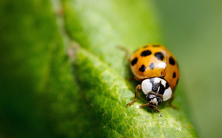 ladybugs, nature, insect, macro, green, leaves, animal themes, HD wallpaper
