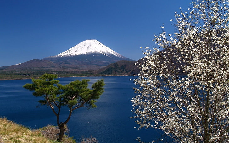 sky, Mount Fuji, sea, trees, blossoms, landscape, retouching, HD wallpaper