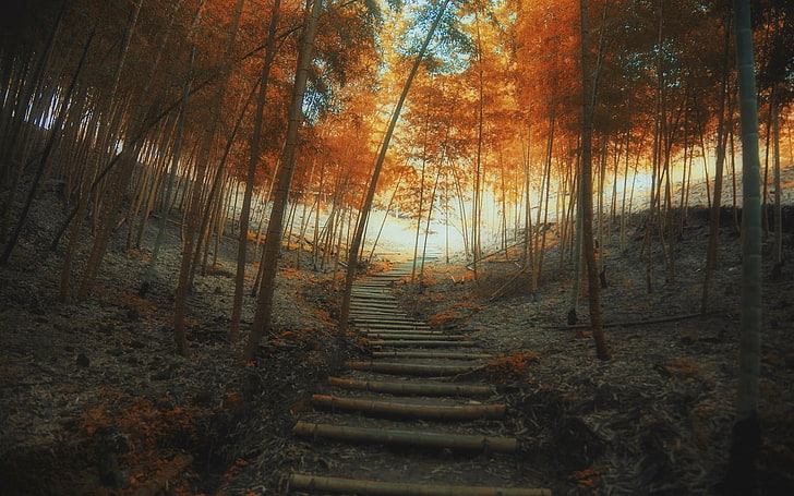 forest pathway, orange leafed tress, nature, landscape, fall, HD wallpaper