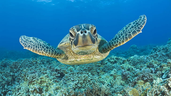 HD wallpaper: Green Turtle, Maui, Hawaii, ocean, animals | Wallpaper Flare