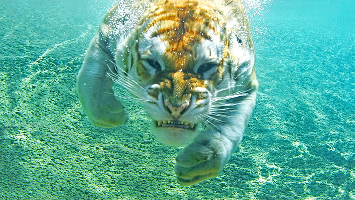 tiger, animals, underwater, animal themes, one animal, sea, mammal, HD wallpaper