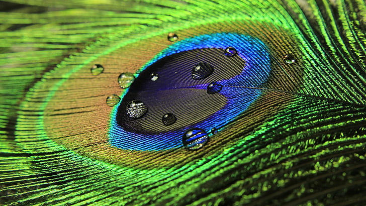 macro, feathers, water drops, peacocks, photography