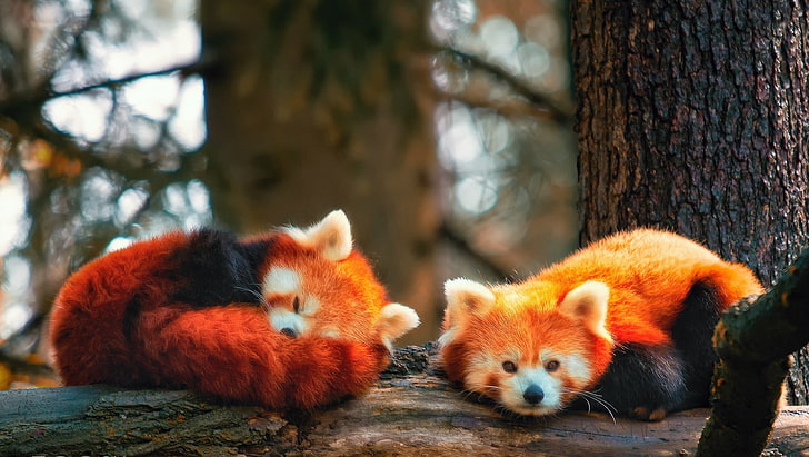 Cute Raccoon Sleeping, two red pandas, Animals, tree, animal themes