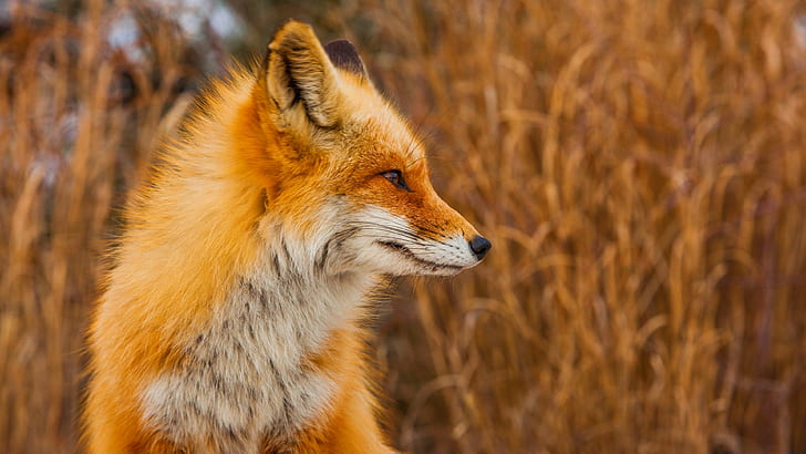 red fox, animals, one animal, animal wildlife, animal themes
