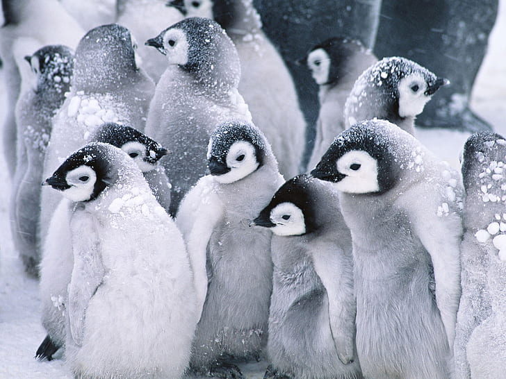 Cute Baby Penguins, Animals, Snow, Winter, HD wallpaper