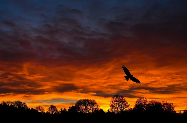 eagle silhouette, landscape, cloud - sky, sunset, animals in the wild, HD wallpaper