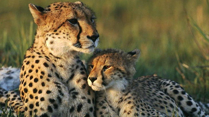 Cheetah Her Cub, tiger, cubs, big cats, nature, wildlife, predator, HD wallpaper