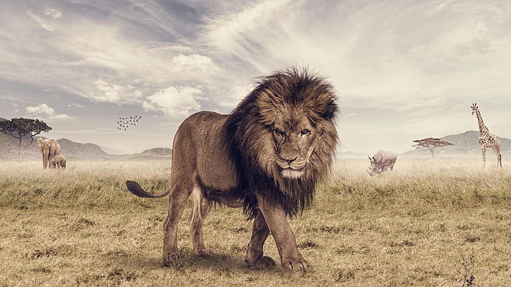 HD wallpaper: Savanna, lion, animals | Wallpaper Flare