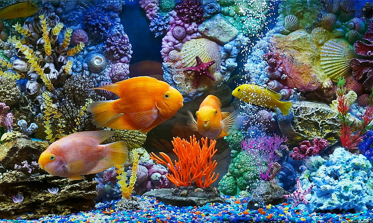 Fish Tank Wallpaper