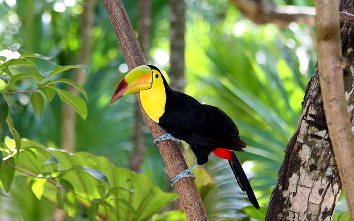 Toucan bird in forest, yellow and black tocan, tree, branch, beak