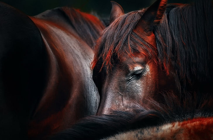 black and brown horse illustration, wildlife, closeup, animals, HD wallpaper