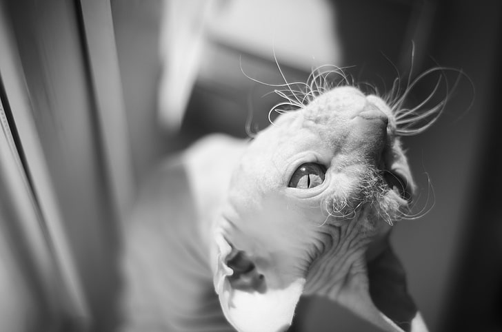 sphynx cat, look, macro, black and white, Sphinx, one animal, HD wallpaper