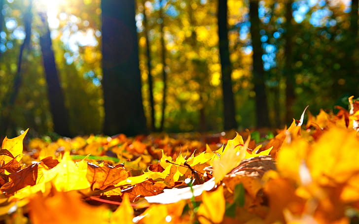 autumn, fall season, leaves, tree