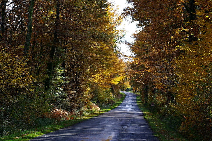 *** Road Through The Autumnal Forest ***, trees, nature, colorful, HD wallpaper