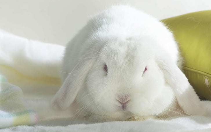 rabbits, animals, HD wallpaper