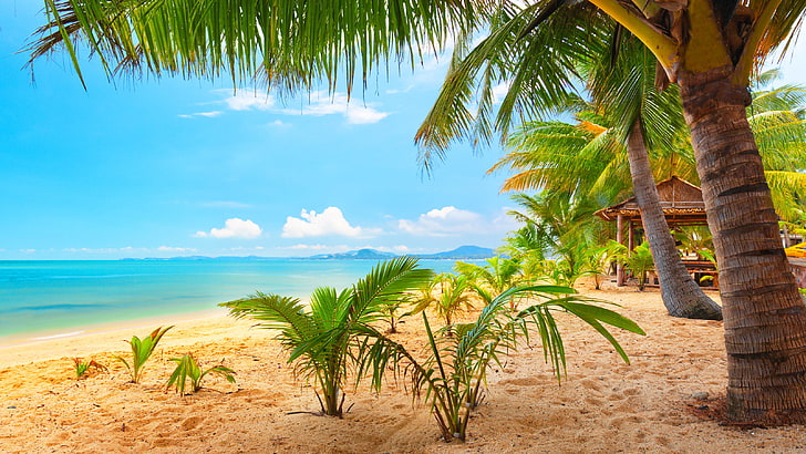green palm trees, sky, clouds, beach, bungalow, sea, summer, tropical, HD wallpaper