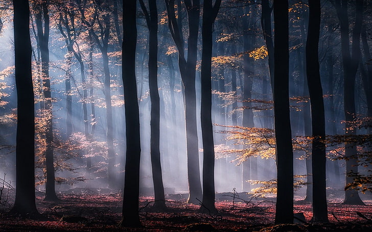 tree forest interior, mist, nature, sun rays, yellow, leaves, HD wallpaper