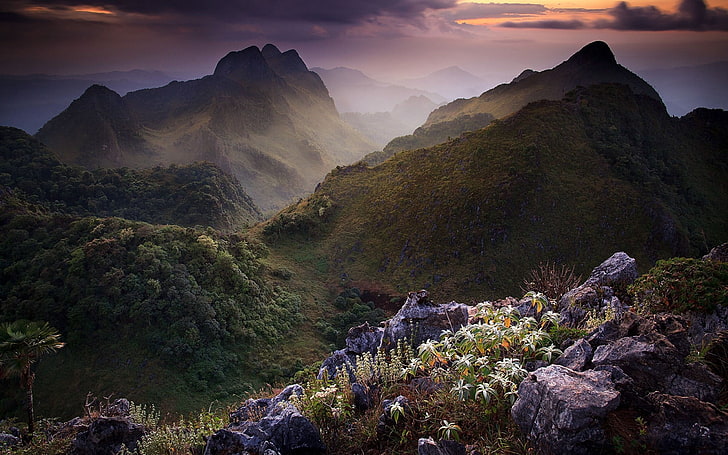 white flowers, grass, rocks, mountains, nature, mountain Peak, HD wallpaper