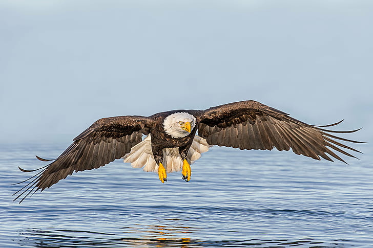 photo of Bald Eagle flying over body of water during daytime, HD wallpaper