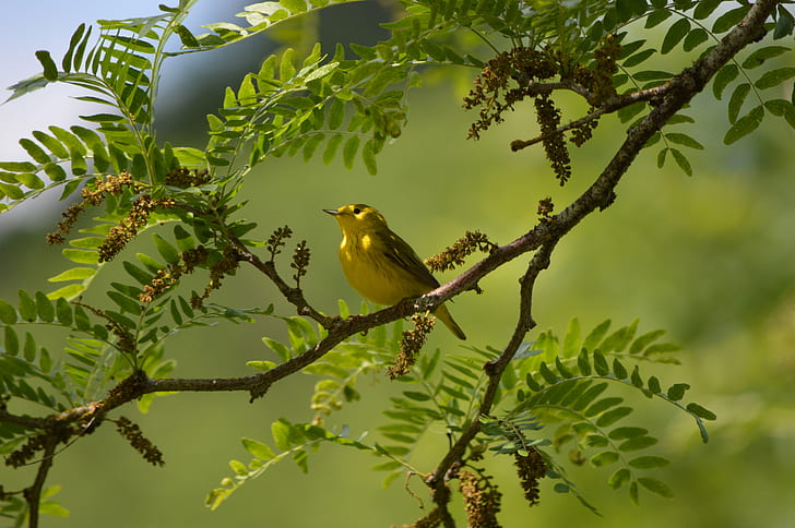 small yellow and brown bird standing on tree branch during daytime, yellow warbler, yellow warbler