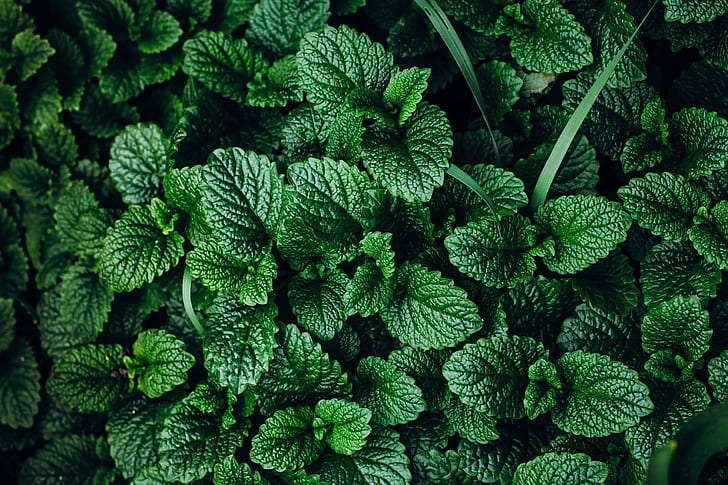 greens, background, plant, mint, HD wallpaper