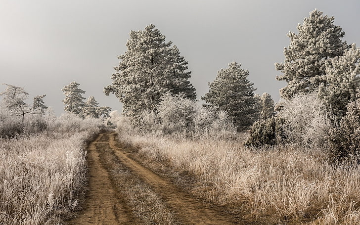 dirt road, nature, landscape, trees, infrared, plant, the way forward, HD wallpaper