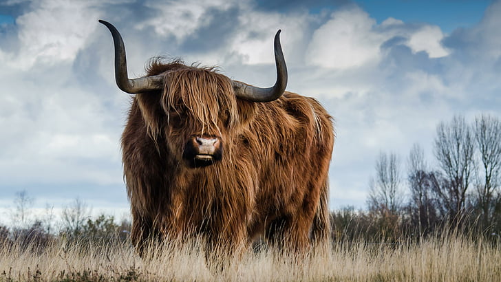 bull, cattle, scottish highland cattle, horn, wildlife, field, HD wallpaper