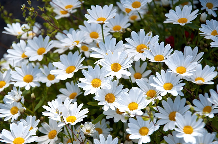 bunch of white daisy flowers, daisies, meadow, summer, mood, nature, HD wallpaper