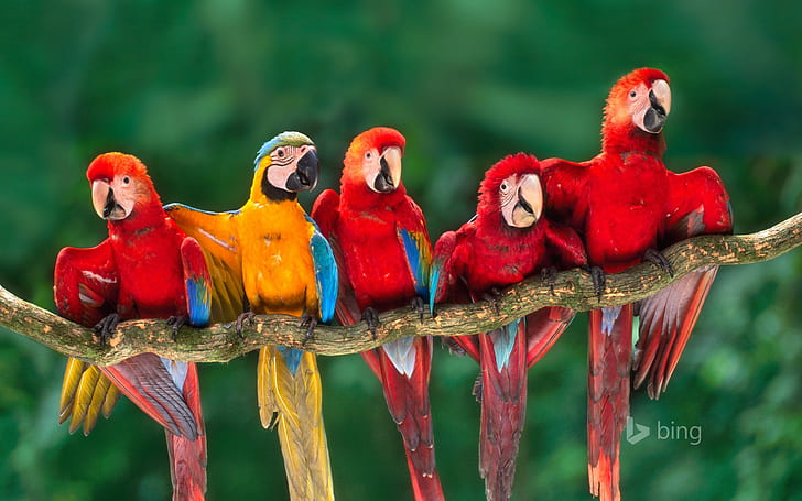 nature, birds, parrot, macaws