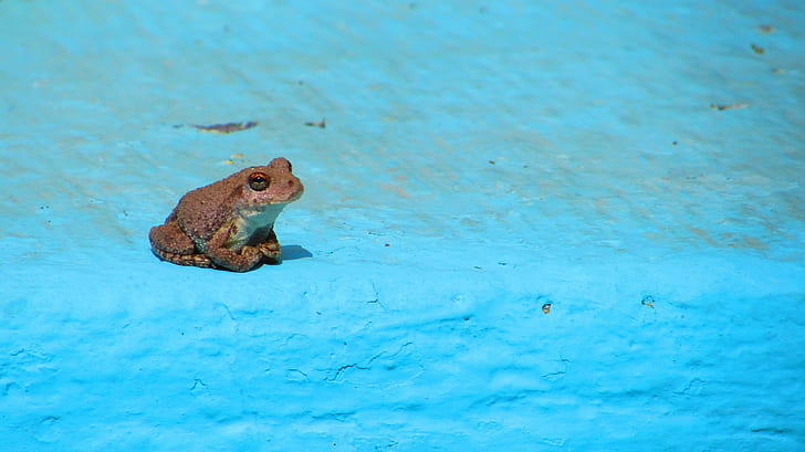 animals frog amphibian, animal themes, one animal, animal wildlife, HD wallpaper