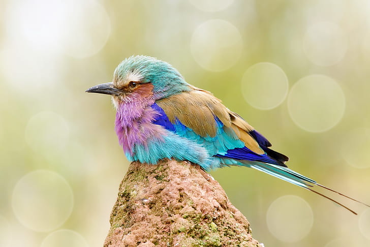 colorful, birds, animals, bokeh, HD wallpaper
