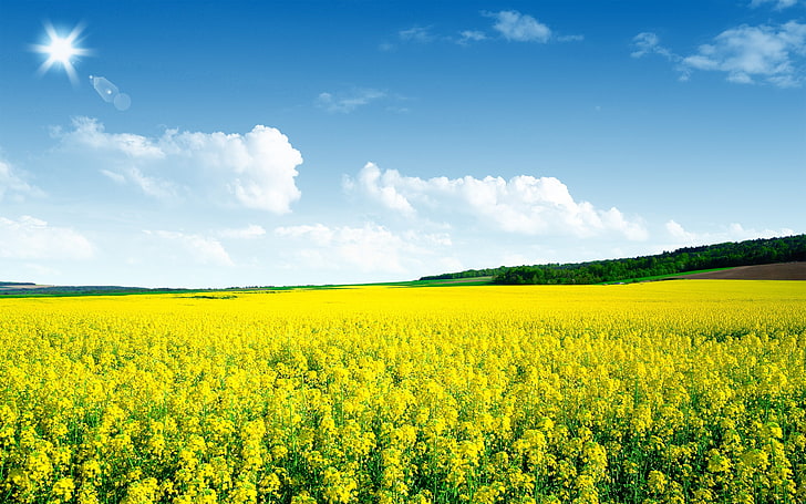 Canola flower field-Nature Scenery HD Wallpaper, meadow of yellow flowers