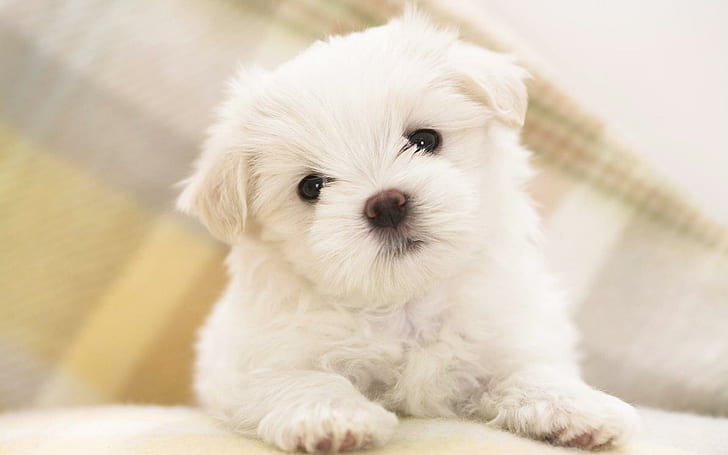 Maltese Puppy, white shih tzu puppy, cute animals, HD wallpaper