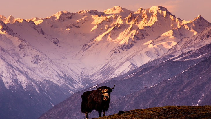 black highland bull, nature, animals, landscape, yaks, Himalayas