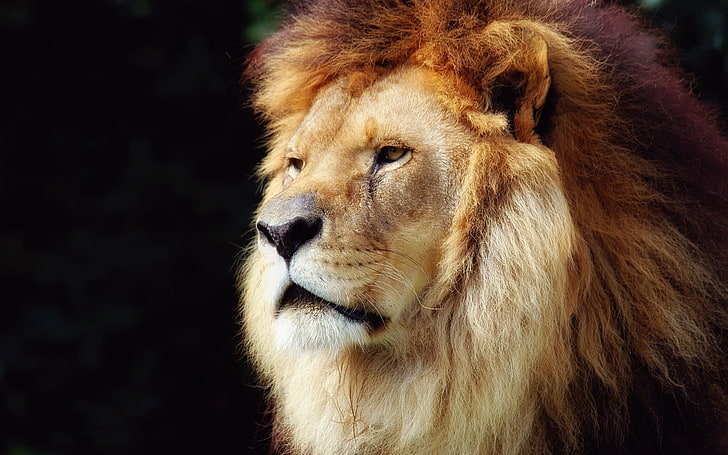 brown lion, mane, beautiful, face, old, lion - Feline, wildlife, HD wallpaper