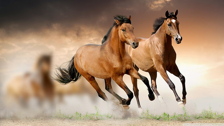 HD wallpaper: horse backgrounds hd, domestic animals, animal themes, mammal  | Wallpaper Flare